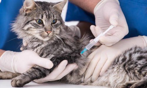 cat_vaccination