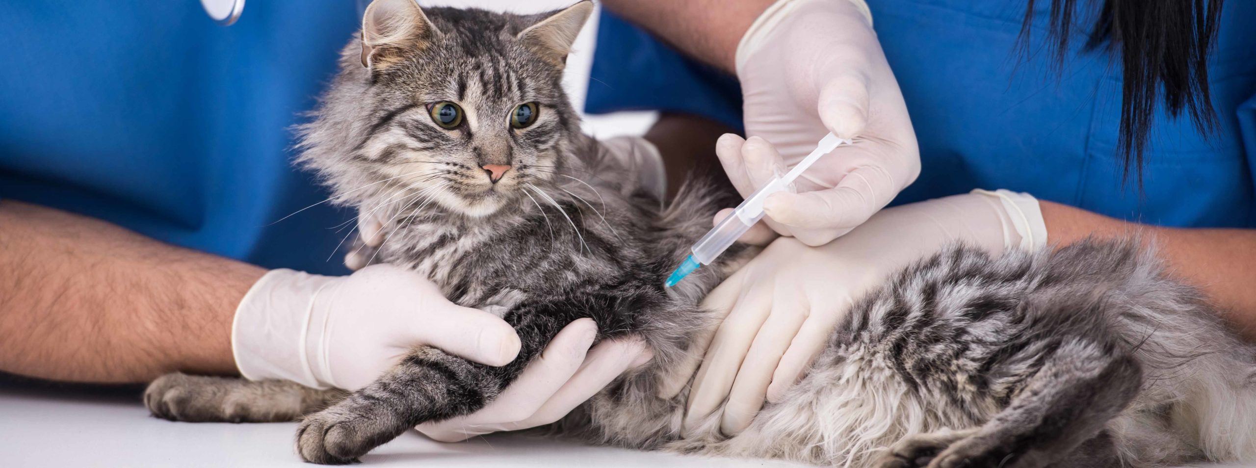 distemper shot for cats side effects