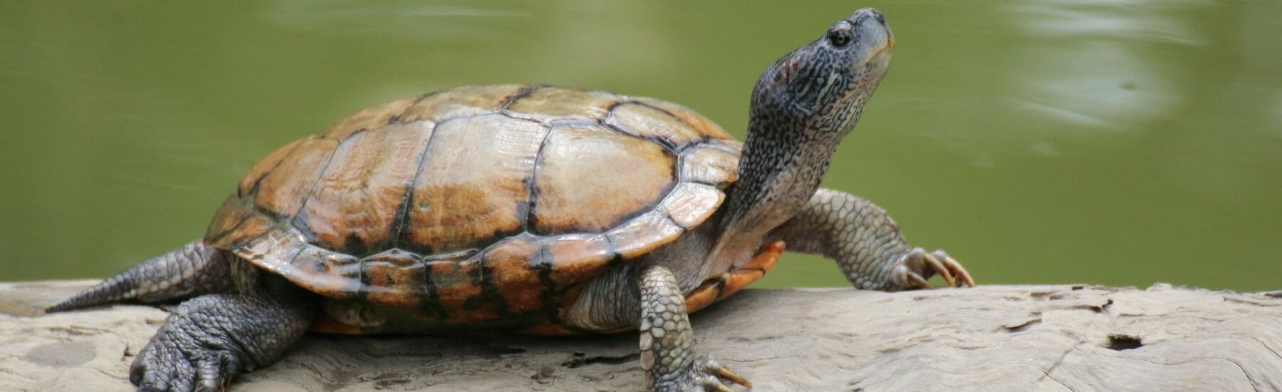 Exotic Pets At Breton Village Animal Clinic